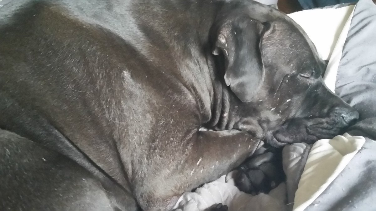 BfullyComplex's tweet photo. Chance, the former #fightdog #pitbull out of Atlanta, dreaming Holiday Dreams.
Time to leash him up and watch the #hotgirls of #Andersonville freak out at a perfectly nice dog while they wait for brunch on Clark St. https://t.co/kd5YaEmFOL