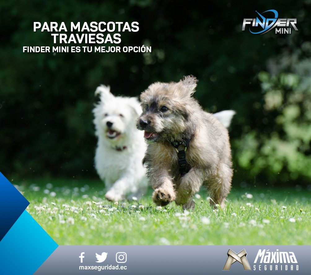 maxseguridadec's tweet photo. ¿Tienes una mascota traviesa? Con FinderMini te ayudamos a protegerlo ¿que esperas para conseguirlo? https://t.co/kFn16W1Jqh #GpsParaMascotas #FinderMini https://t.co/TLj72xMipK