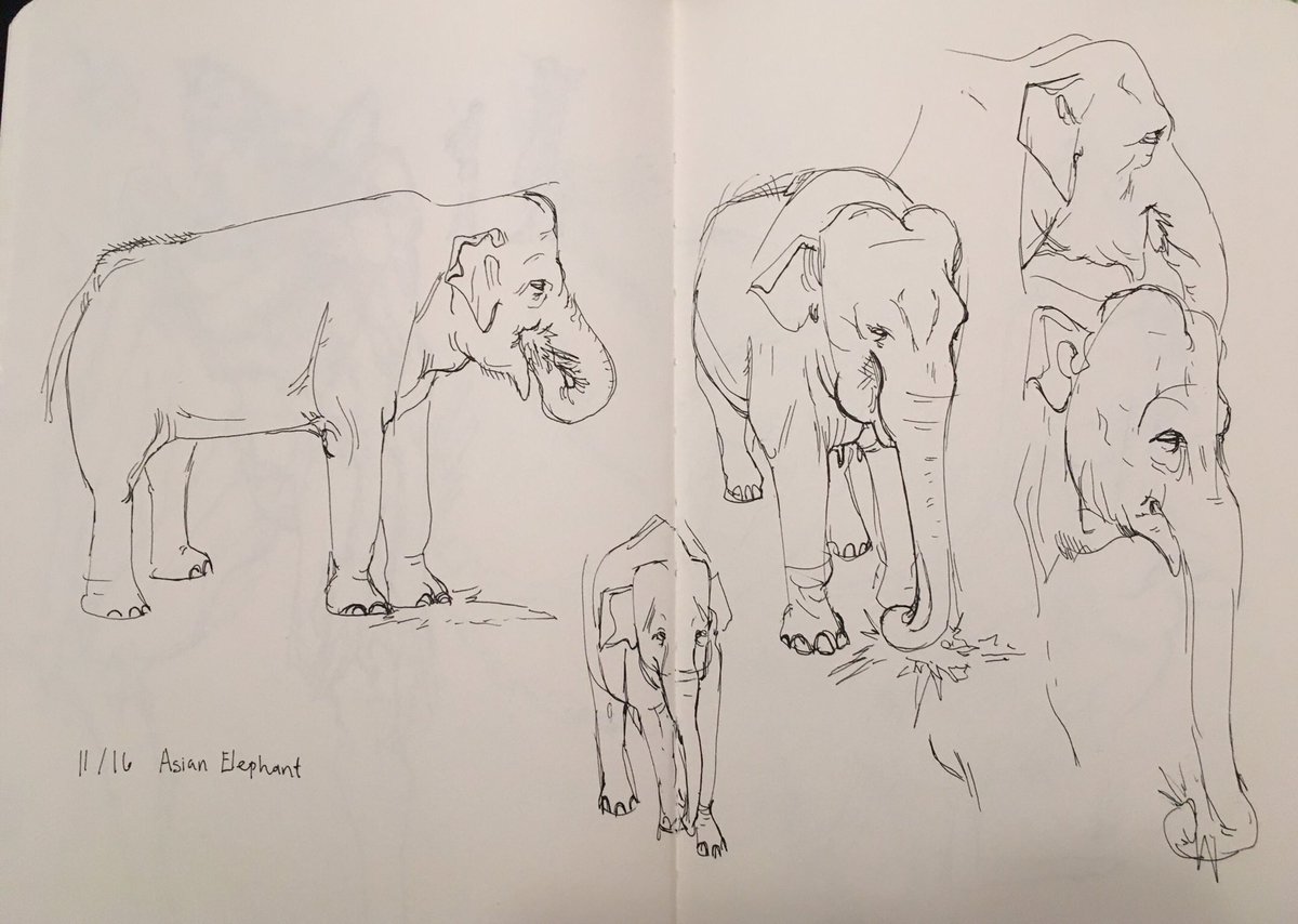 Some zoo drawings from yesterday.... beard are so good 