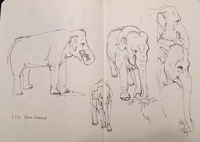 Some zoo drawings from yesterday.... beard are so good 