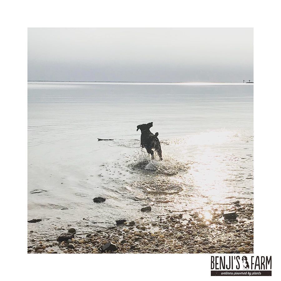 BenjisFarm's tweet image. “Live life like everyday is a beach day” ~ Benji
#NotAThrowBack #32Degrees #CarpeAqua
—-
#PowerOfPlants #BenjisFarm #Organic #Natural #Vegan #Vegetarian #GlutenFree #NonGMO #GrainFree #PlantBased #NaturalDog #DogTreats #OrganicDogTreats #NaturalDogTreats… ift.tt/2yNAC5S