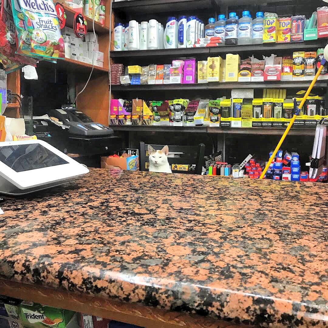 Bodega Cats (@bodegacats_) on Twitter photo 