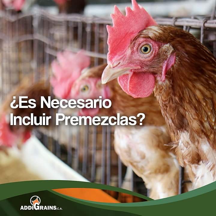 addigrains's tweet photo. ¡Por supuesto que SI! Toda dieta debe ser formulada correctamente según los requerimientos por especie animal, edad o etapa. https://t.co/vJOzt0VWwg
