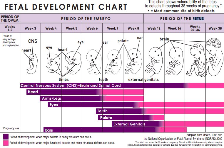 Development Of Fetus Chart