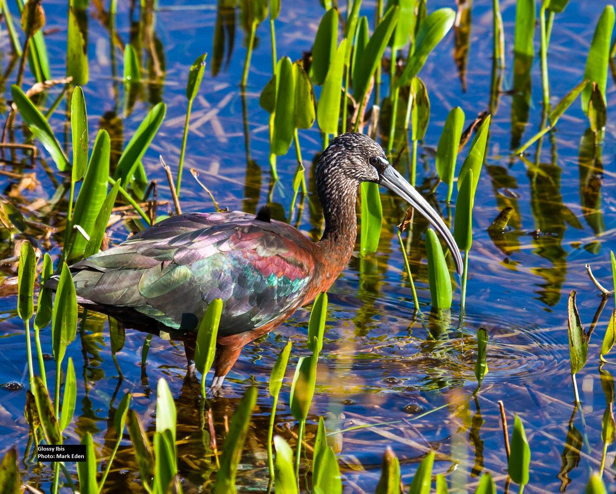 AudubonFL's tweet photo. Last week, two major bills made it through their first legislative hurdles. If passed, they'll fund Florida Forever conservation projects, protections for FL's springs, and restoration to the St. Johns River. Learn more from our Audubon Advocate:  https://t.co/UKGuTbemPa https://t.co/xCbxVCLK5K
