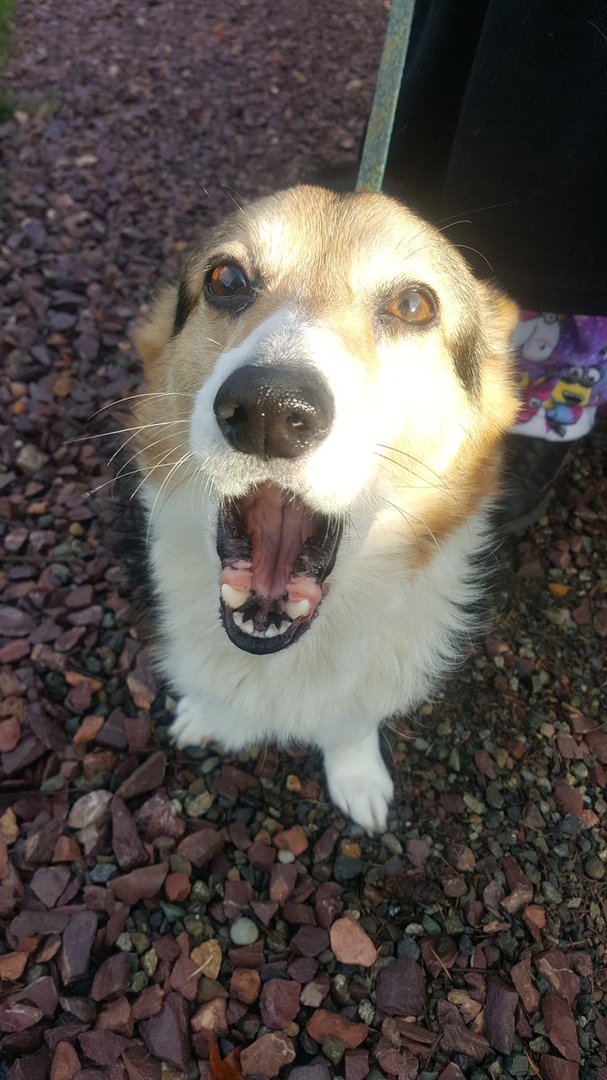 GordonFetcher's tweet photo. I have the #goofiest #corgi!
#MyPet
#SundayFunday
#Smile https://t.co/RFLaqj6DUz