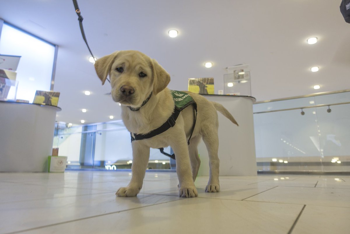 greencapes's tweet photo. Come visit us at the Yonge Eglinton Centre today until 5PM to pick up your 2018 Greencapes Calendar and visit with a dog guide puppy! @YongeEglintonCe https://t.co/0nYdUgACdz