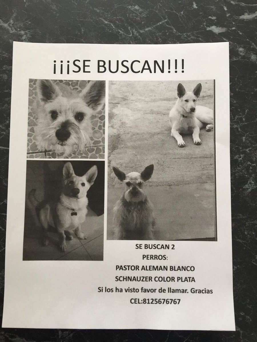 Recurro de nuevo a su ayuda <a href="/joelsampayoc/">Joel Sampayo Climaco</a>  y <a href="/CiudaDanaMtySur/">CiudaDanaMtySur</a> 
Las cosas se juntan, en esta ocasión las negativas 
Y una lleva a otra 
Se perdieron ayer en Bosque Residencial (Santiago, NL) 
Nos urge encontrarlos 
Me ayudan a difundir? 
Gracias