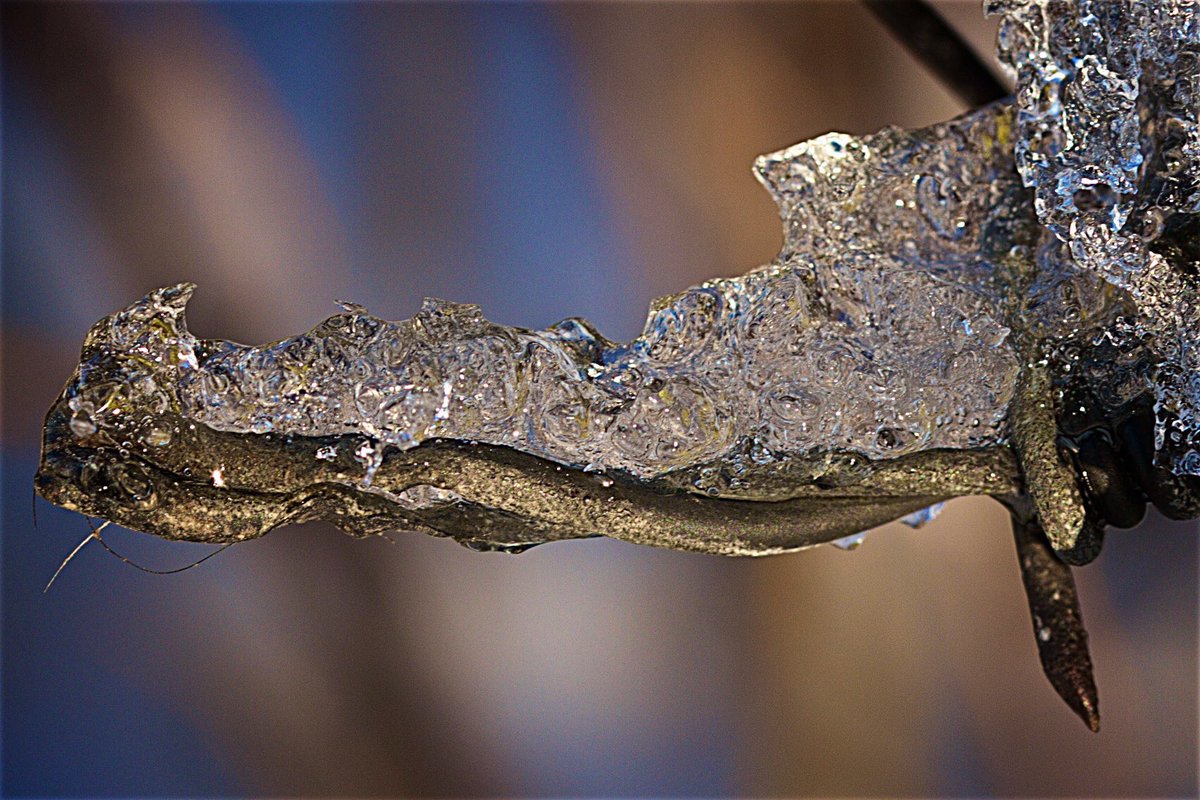 ayearupclose's tweet photo. "Crocodile Smile"
.
.
.
#Macro #ayearupclose #lifestory #macrodaily #macrophotography #macro_shot #macroworld #photodaychallenge
#unsung_tiny_heroes
#Rustlord_Unity
#myrustyfix
#jj_delightfully_deteriorating
#500pxrtg
#Nature #Ice #Thaw #Rust #BarbedWire https://t.co/M1JnUrz3uS