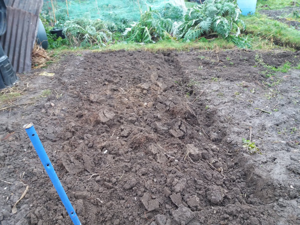 Lmillsy_135's tweet photo. #winterdigging #allotment2017 #hertfordshire #boysground No min or no till here! https://t.co/T9tpgULEnl