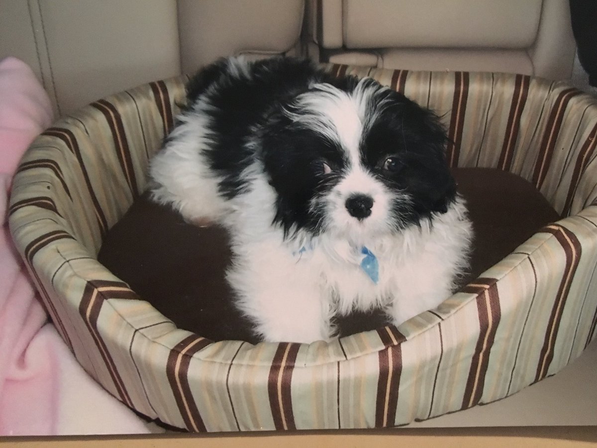 UNCSwtHrt's tweet photo. The first day I met my best friend! The day I brought Masyn home. He was perfect! Who knew how much joy & comfort he would bring to me for 10 years. God I miss him terribly ππΎ #ShihTzu #MyFurKid #MyBestFriend #MyOldMan #MyBubba #Masyn #NotEvenAYearYet https://t.co/1Em67cVbZW