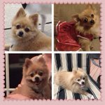 Photo by Lexiethepom went OTRB 11/23/23 (@Lexiedew)