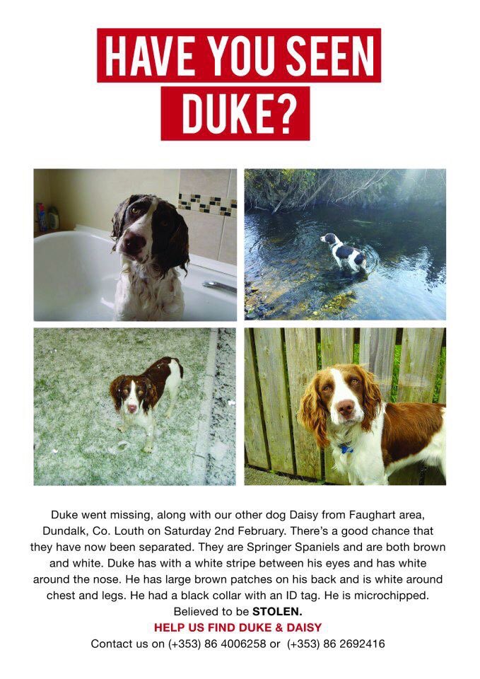 rosiedoc666's tweet photo. #missing #DukeandDaisy 2 #ESS #STOLEN owners #neverforget heartbreaking 💔 #Faughart area #Dundalk #CoLouth sat 2/2/13
Prob separated, both brown&amp;white DUKE has white line down👃🏻 DAISY has a mostly brown face with a narrow white line tween 👀 

Do u have either? Maybe? https://t.co/hfQLbqdTez