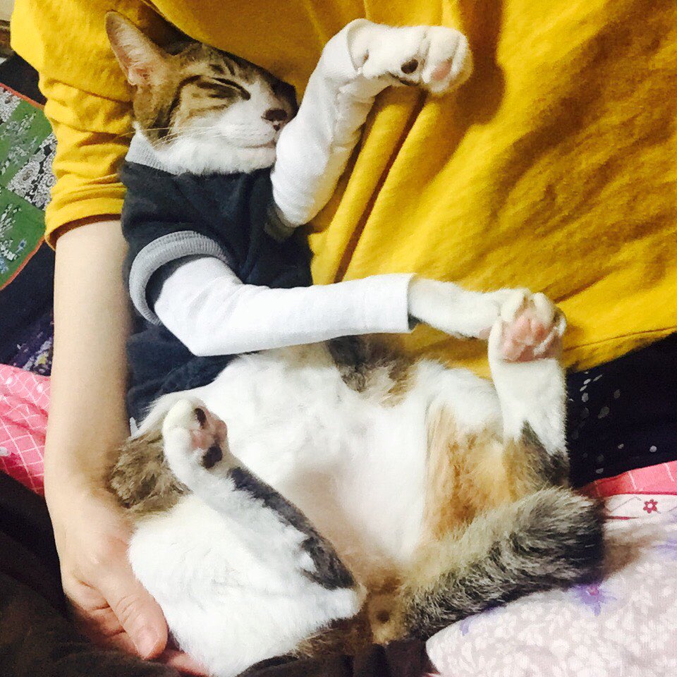 じろー 二の腕の舐め過ぎでハゲてしまったので昨日注射を射ってもらいました W 毛が生えてくるまで可哀想だけど洋服を着せることに W 犬用だと肝心な腕が短いので 長袖の部分は作りました笑 かっくん 猫 猫好きさんと繋がりたい