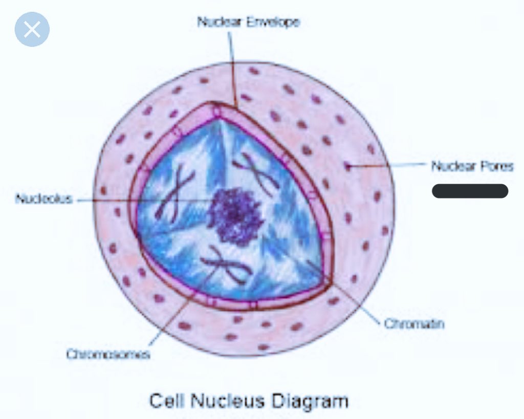 Mr.Nucleus on Twitter: "Another team member: Nuclear Pores. It is