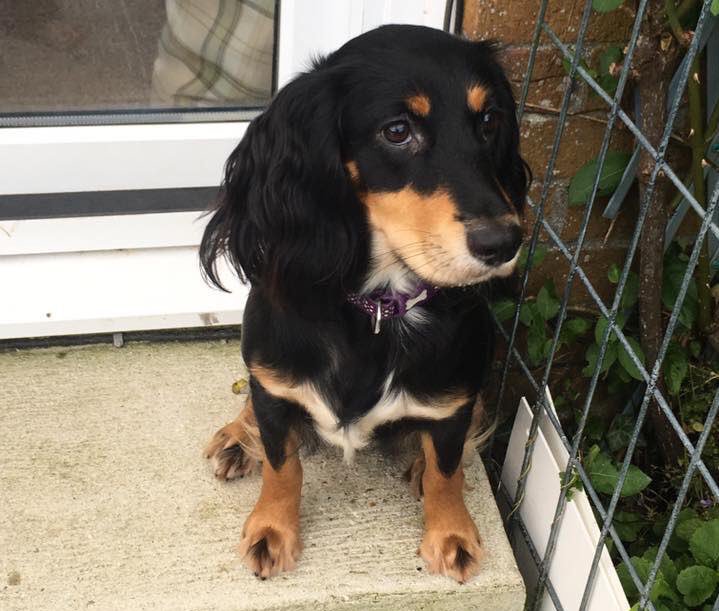 This is IVY. Last night she was #stolen. This morning she was found dead. IVY had been dumped by the side of a road having suffered serious dog bites and bruising 😢 A devastating family loss x RT if you agree that tougher sentences for #PetTheft are needed @DoglostUK @SAMPAuk_