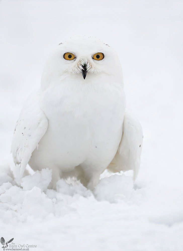 Barn Owl Centre On Twitter Meet Sweeny One Of Our Beautiful