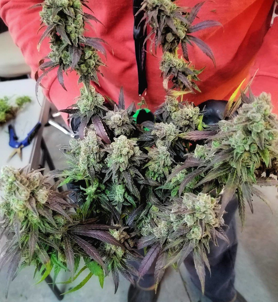 CoGrowSchool's tweet photo. #Spectrum came out of the #growtent 🏕🌞 she's one of the most dense (and beautiful) buds we've had the pleasure of harvesting! https://t.co/tacr5Ad3Jw https://t.co/QvfJSAsR5y
