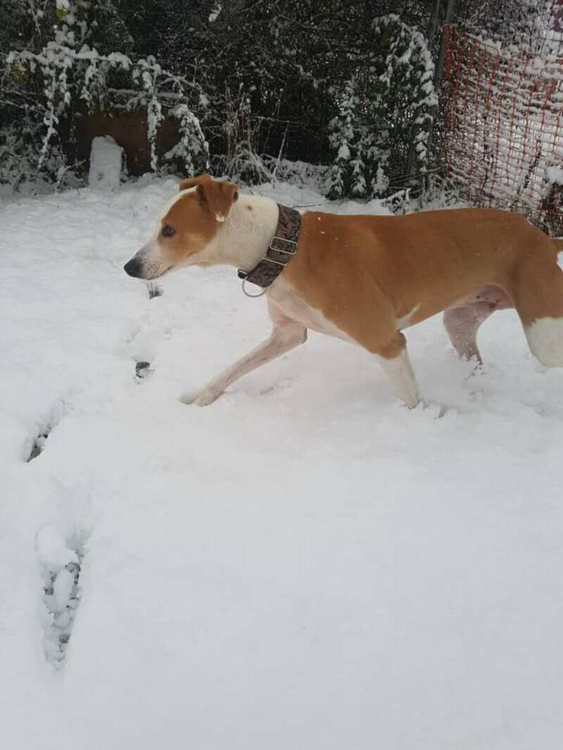 🐾GIL 🐾 no.2 of our #12DogsofChristmas🎄
Please RT and help find him a home for 2018 and furever.
findingfureverhomes.org.uk/dogs/gil/ 
.