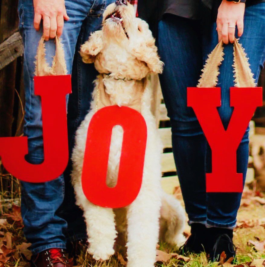 DrPeteSulack's tweet photo. Dogs need Christmas LOVE too! Check out our homemade Dog Treat recipe in the Free Stress*Less Christmas Guide.
Download now: https://t.co/NEPYo9ICvr https://t.co/dIr1UniUrp