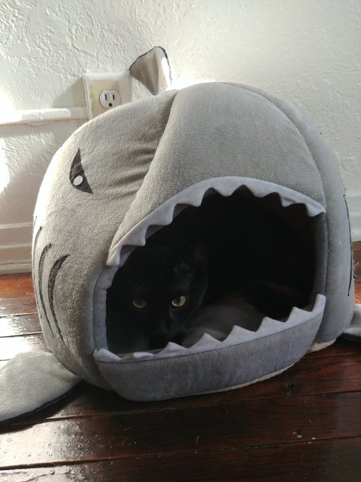 So ferocious https://t.co/k0EkGYDSn4