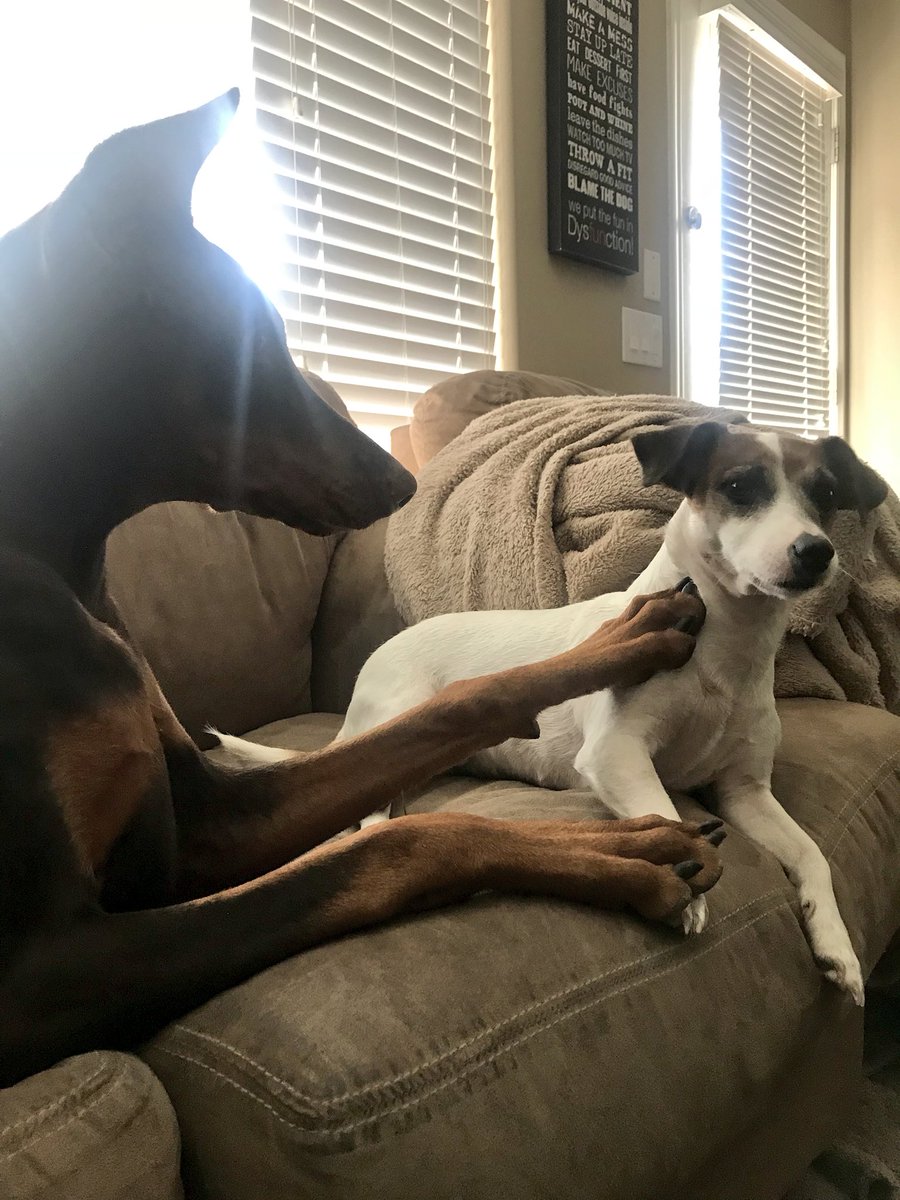 ChristServant17's tweet photo. It’s a #lovehaterelationship with these two...#izzybella loves Mila and Mila almost always hates izz...but today Mila’s giving the #puppy extra loves (and tolerance during play 🤣) 💕🐾 #doberman #jackrussell #doggrieving #missingourjaxson #playingwiththepuppy #grumpyolddog https://t.co/3IoxKSG7WW