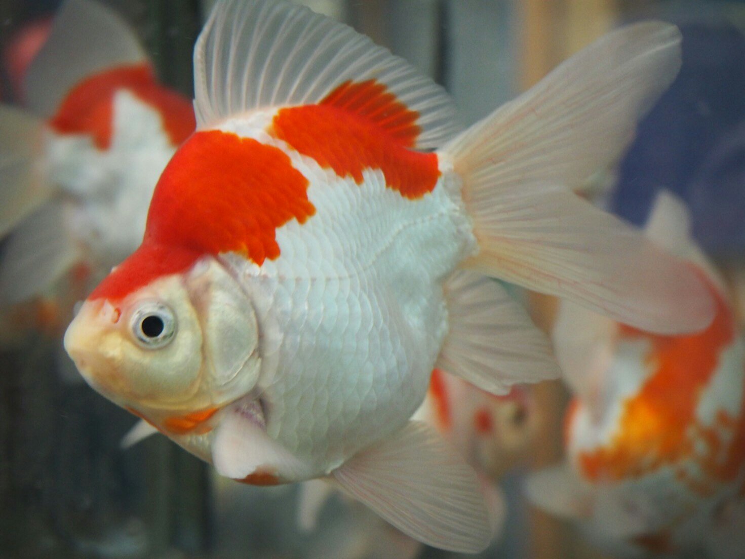 O Xrhsths 成澤養魚場 Sto Twitter 玉サバ タマサバは流金と庄内金魚の交配品種と言われています 新潟で作られた金魚 で流金は越冬が難しかった為 寒さに強い庄内金魚と交配して寒さに強い金魚が出来たそうです W 玉サバ 金魚 錦鯉 メダカ T Co