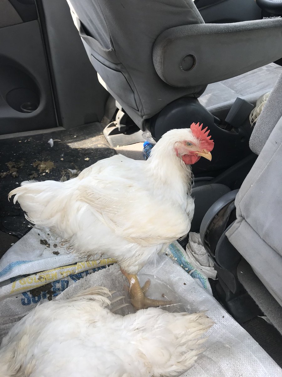 Hello everybody, have you placed your orders yet for our lush, tasty, chunky Christmas broilers yet? N4,500 for a live one and N5,000 for a processed one. All weighing over 4kg. What are you waiting for? 😍😋😋😋🐓🐓🐓💃🏻