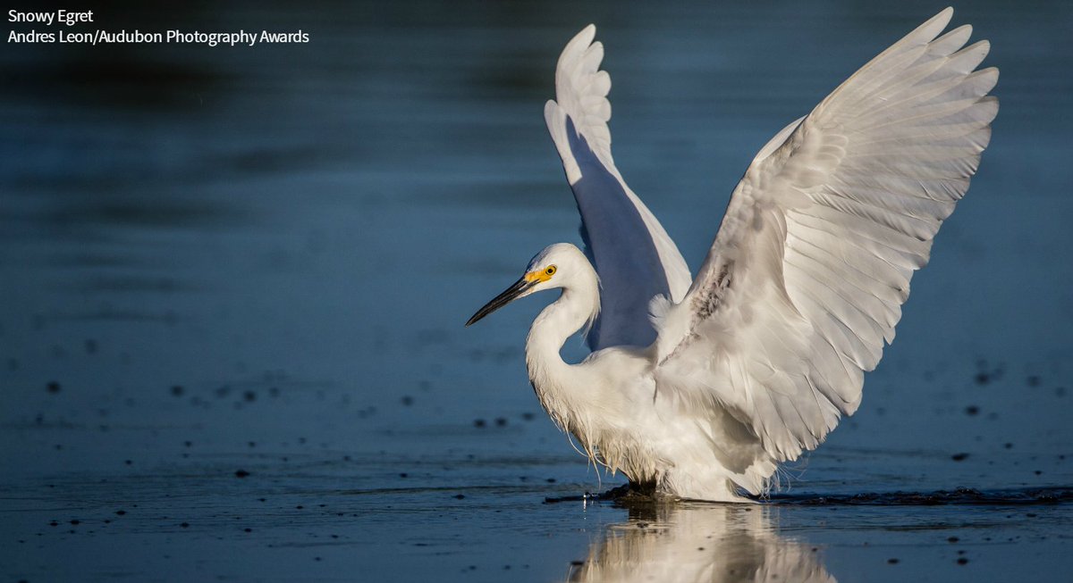 audubonsociety's tweet photo. The Migratory Bird Treaty Act is one of the most successful conservation laws in American history, but its success is under threat. We need the MBTA to #ProtectTheBirds. https://t.co/nwV088XXQ3 https://t.co/YHLCiRpRKy