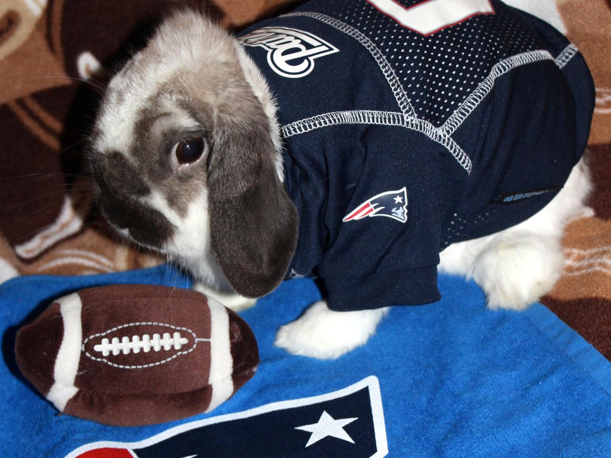 truthsearch1957's tweet photo. #PatriotsNation #NewEnglandPatriots #NEvsPIT
National Mortgage Settlement 15a MOLESTER $PIGS Cohn Goldberg Deutsch ROB #Bones #Carrots & #WeThePeople $
END #PSKLLCnDYCK $Theft
NMS $Swine Give Furry Fans @Patriots the #Heebie-#jeebies
Indict #Jail NMS $PIG #Squiggly #Tail
🍗🍖🥕🥕 https://t.co/lZdOiVHATX