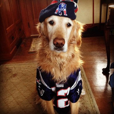 truthsearch1957's tweet photo. #PatriotsNation #NewEnglandPatriots #NEvsPIT
National Mortgage Settlement 15a MOLESTER $PIGS Cohn Goldberg Deutsch ROB #Bones #Carrots & #WeThePeople $
END #PSKLLCnDYCK $Theft
NMS $Swine Give Furry Fans @Patriots the #Heebie-#jeebies
Indict #Jail NMS $PIG #Squiggly #Tail
🍗🍖🥕🥕 https://t.co/lZdOiVHATX