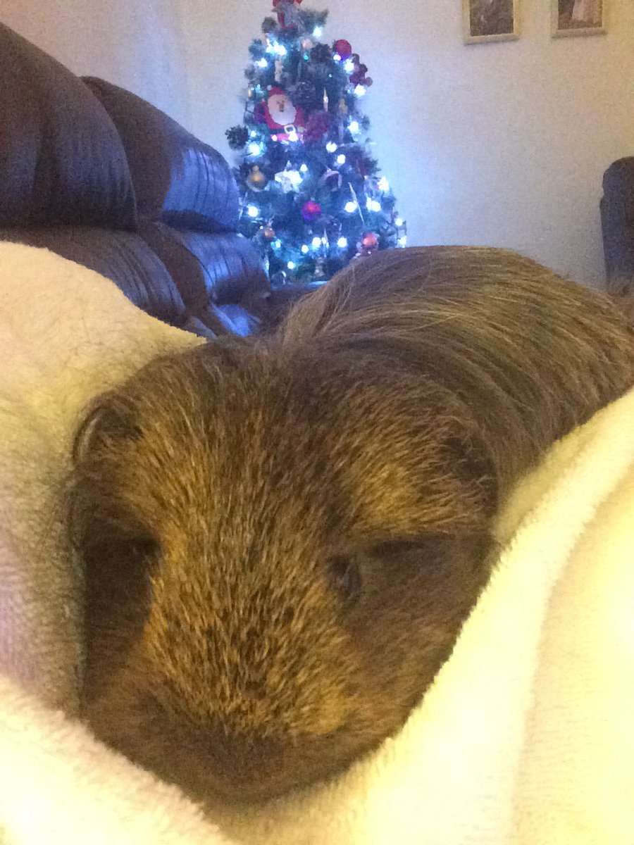 LauraGrahamLG's tweet photo. Woody’s pre-Christmas bath time and haircut! https://t.co/ZKXbizYwIJ