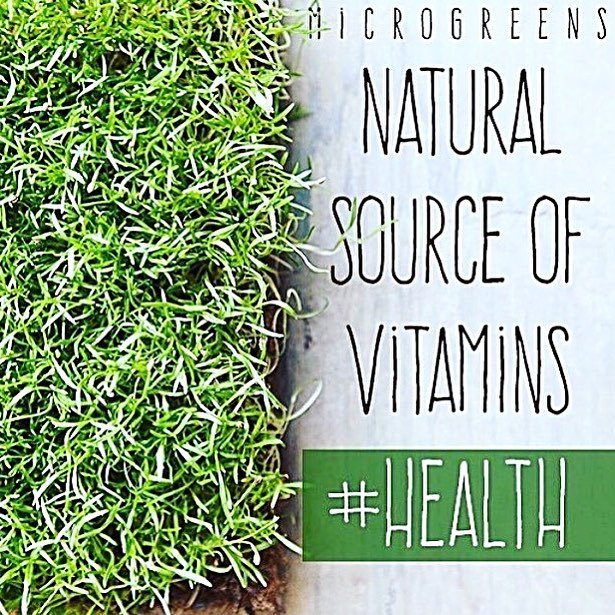 semerucogreen's tweet photo. Eat microgreens in some of your meals it is and excellent sources of vitamins... eat pure #microgreensgreen #eatclean #eathealthy #vitamins #eatgreen #baltimore #maryland 💫💚✨ https://t.co/E6ZV6HoNy2 https://t.co/v1oQcUy0eE