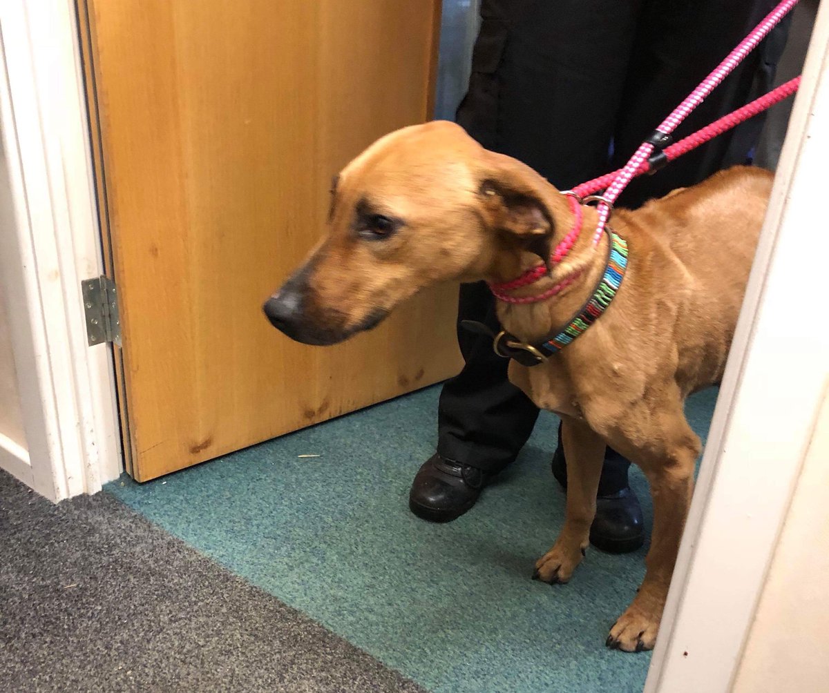 rawsonjones's tweet photo. MANGO IS HOME! After being missing for six weeks, my dog is back. She weighs just 17kg now and there's a long road ahead, but she's home and surrounded by warmth and love. Thanks to everyone for support. #FindMango https://t.co/K8gxNNCfr6