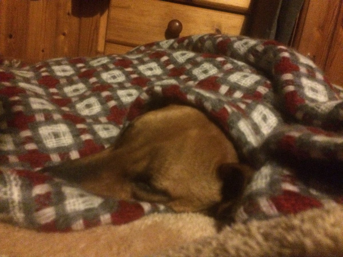 rawsonjones's tweet photo. MANGO IS HOME! After being missing for six weeks, my dog is back. She weighs just 17kg now and there's a long road ahead, but she's home and surrounded by warmth and love. Thanks to everyone for support. #FindMango https://t.co/K8gxNNCfr6