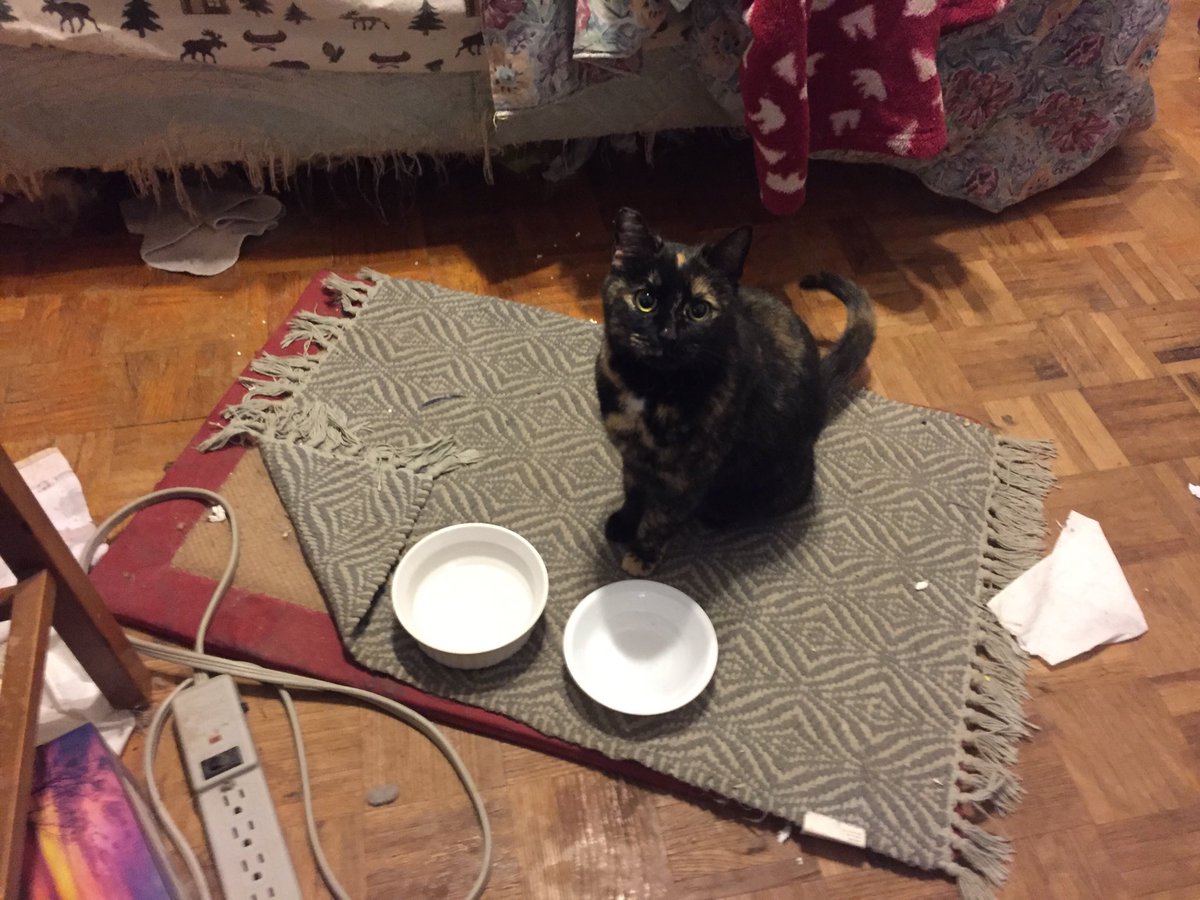 AnnietheSmooth's tweet photo. #ZSHQ So we have a guest...who has taken over my quarters! Mom taking her tomorrow to see if she has a chip https://t.co/Nx0igAsjkV