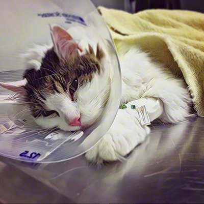 When not having cancer means having cancer after all. Saving Spencer. Ch 3. w/Thanks to my <a href="/IAMLILBUB/">Lil BUB</a> sweater coveredincathair.com/content/saving…