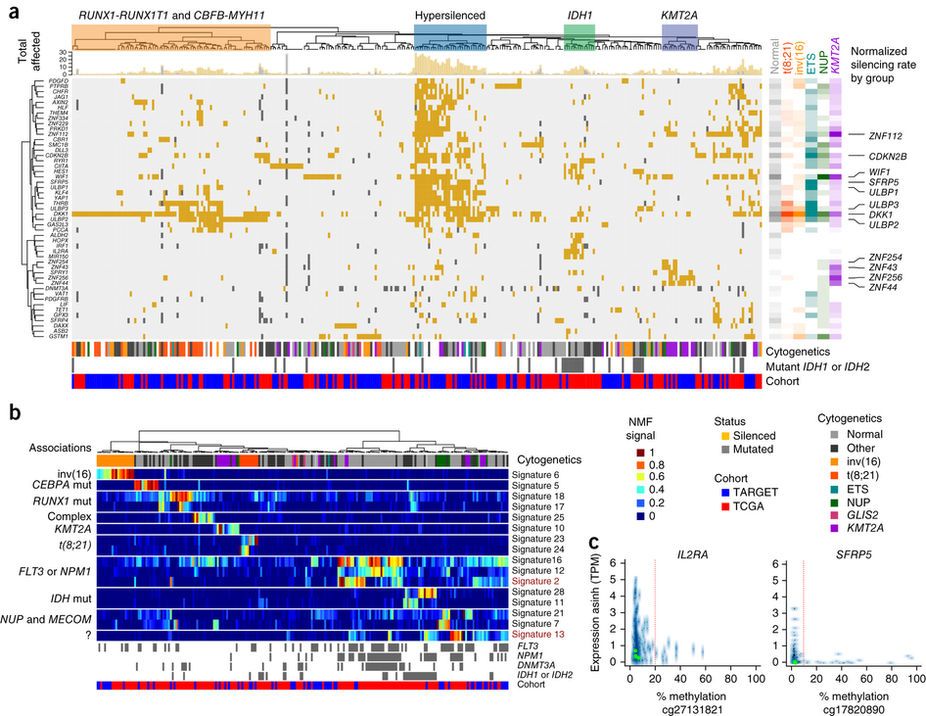 mmw_lmw's tweet photo. MolecularLandscape of #AcuteMyeloidLeukemia: DNA Methylation | The need for #AgeTargeted Cancer #ImmunoTherapies | SoheilMeshinchi @FredHutch @NatureMedicine https://t.co/8c1ofq19TN https://t.co/LNMyaKBHsX