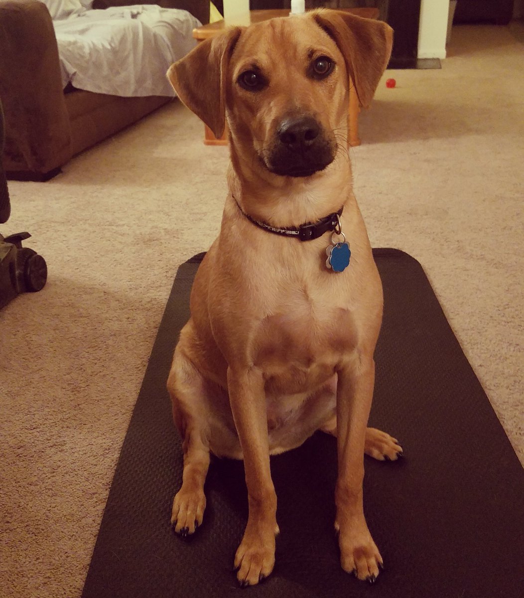 MeghanKClancy's tweet photo. The most handsome boy. ❤🐶🐕 https://t.co/P5AlpAutJm