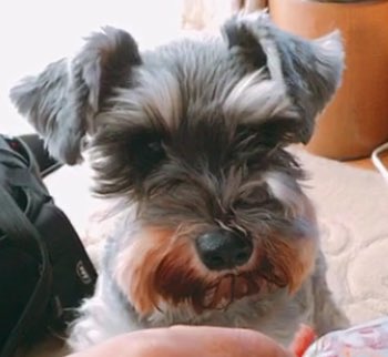 よだれやけ Twitter Search Twitter