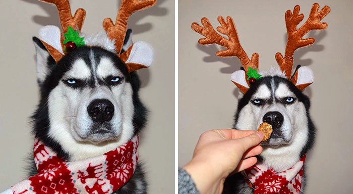 Dtb_Movie's tweet photo. Humans Attempt To Do A Christmas Card Photoshoot With Their Husky, And The Result Is J https://t.co/9mXQuTwPmK... https://t.co/sDgCU3h3me