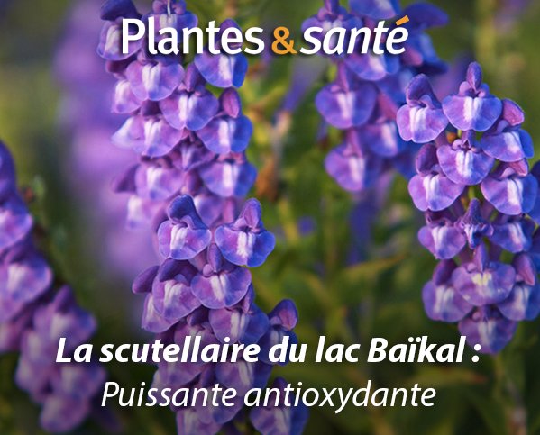 Image de la semaine / Le Thym
Vertues médicinales : urlz.fr/5wTK