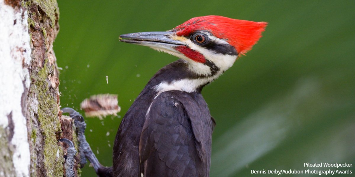 audubonsociety's tweet photo. Most animals would be knocked unconscious by slamming their faces into a tree at 25 miles per hour. Not woodpeckers. https://t.co/nks70k6rHj https://t.co/D5lvI2DU37