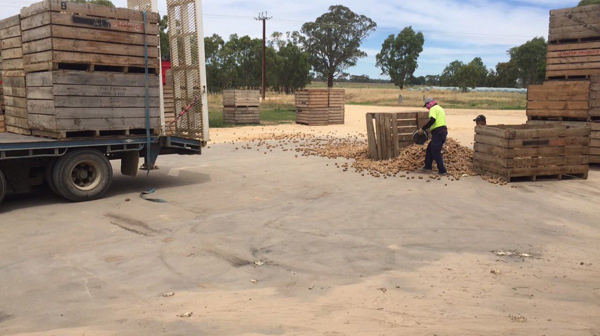 dan_potatoes's tweet image. Fork driver "bloody old boxes" ahh probably didn't help you had 2bins 6foot in the air, going to fast, then hit the breaks #potatospill