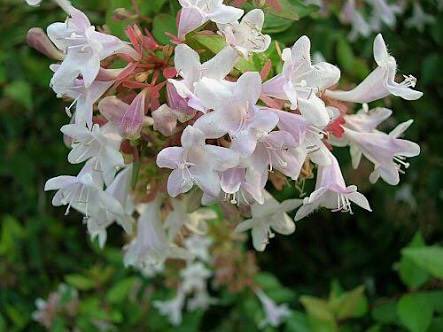 米津玄師が綾なす美しい言葉辞典 アベリア Moonlight 初夏 秋の花 花色は白やピンク 花言葉は 強運 謙虚 謙譲 T Co 1wdq0ompwb Twitter