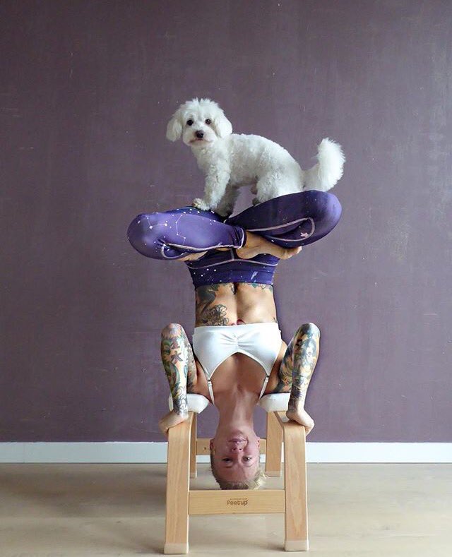 jointhesalvage's tweet photo. Happy funny Monday!💜
Are you putting yourself upside-down today?
Best combination to do so is definitely with a @feetup, a pair of ecoleggings by @jointhesalvage AND a puppy! 🐶
Thanks a million for all the upside-down fun @kickassyoga 🤸🏼‍♀️🙏🏼
#upsidedownfun 
#lovemondays https://t.co/Se5VRLsIKb