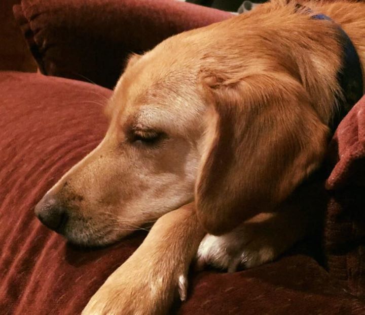 PapaSkunkMusic's tweet photo. Just watching Rogue One with my best puppers https://t.co/87vmm77hXY