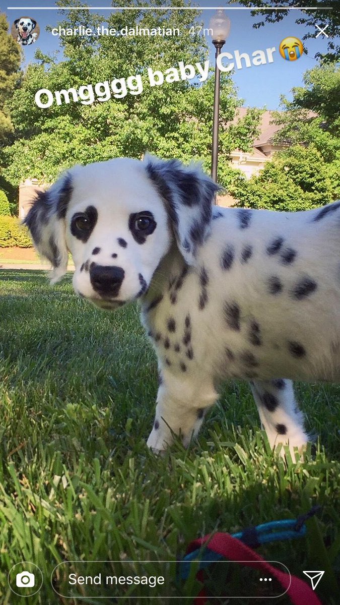 hearteyeddal's tweet photo. Follow baby char on Instagram! #dalmation #hearteyeddalmatian #charliethedal #charliethehearteyeddal #charliethedalmatian https://t.co/XQ1K0bJenc