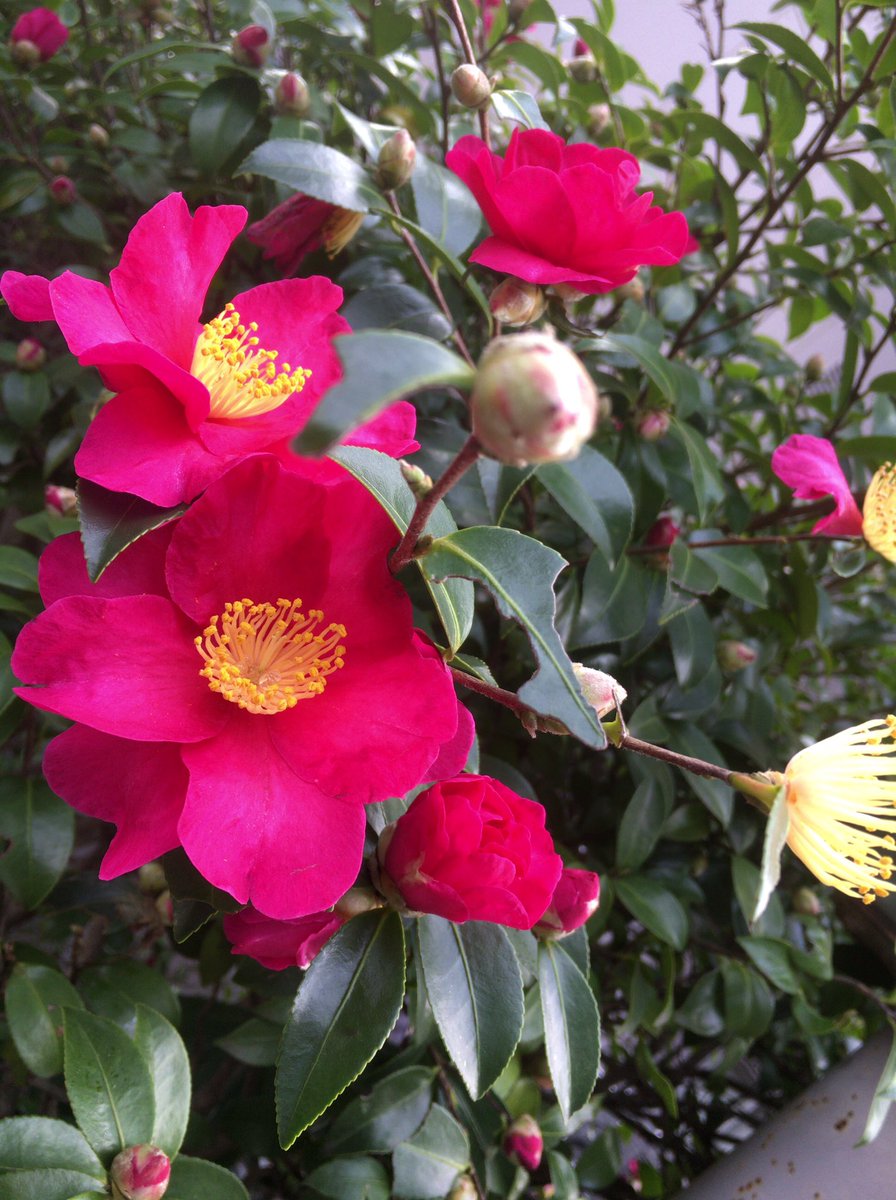 Chris A Twitter 暖色系 濃いピンク色の花 花 ハナ はな Flower Flower フラワー ガーデン ガーデニング 濃いピンクの花 ピンクの花