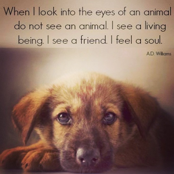 PocketsModa's tweet photo. Tag a friend who’s life is better with DOGS 🐶 !
#dog #dogs #puppy #pup #cute #eyes  #pet #pets #animal #animals  #dogsitting #photooftheday #ilovemydog #nature #dogstagram #dogoftheday #lovedogs #lovepuppies #hound #adorable #doglover #instapuppy #pocketsmoda https://t.co/ikmdPPvoQf